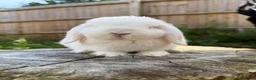 Mini Lop rabbits for sale: Mini lops available  in Ferndown - Advert 11