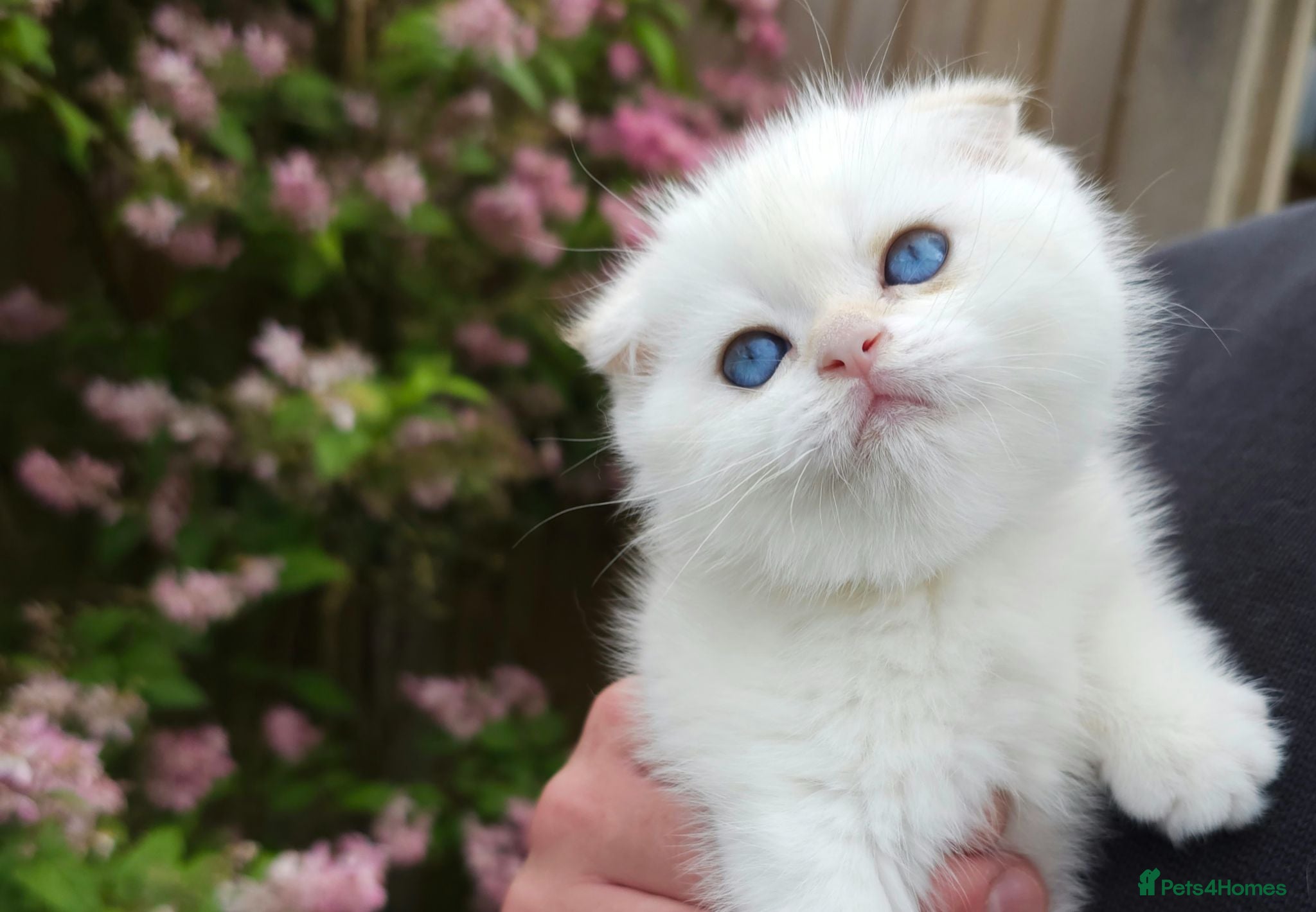 Scottish Fold cats ⭐️ Top Quality Scottish Fold Kittens ⭐️ - Advert 2