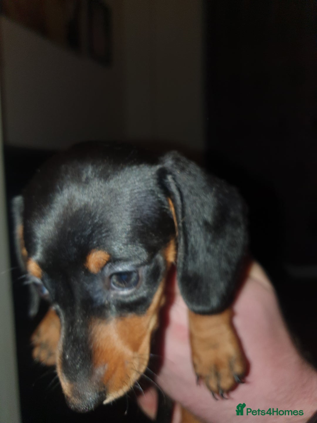 Miniature Dachshund dogs for sale: Minature dachshunds - Advert 9