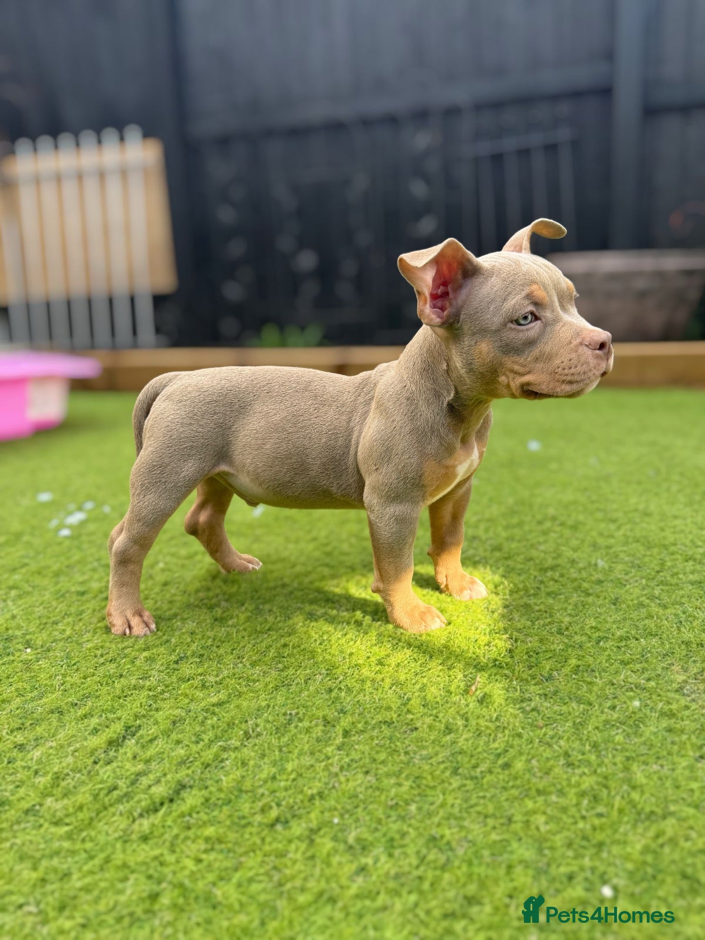 American Bulldog dogs pocket American bully boy 2nd vaccination done - Advert 1