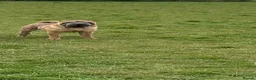 Shar Pei dogs for stud: Shar Pei for stud  - Advert 5