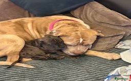 Cane Corso dogs for sale: Beautiful cane corso puppy  - Advert 2