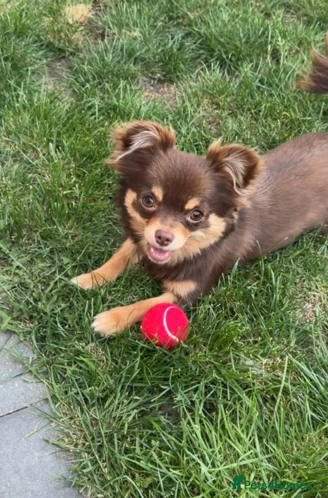 Chihuahua dogs for sale: **7 MONTHS OLD FEMALE CHIHUAHUA** - Advert 2