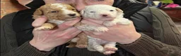 Cockapoo dogs for sale: GORGEOUS TEDDY BEAR FACED TINY COCKAPOO'S  - Advert 18