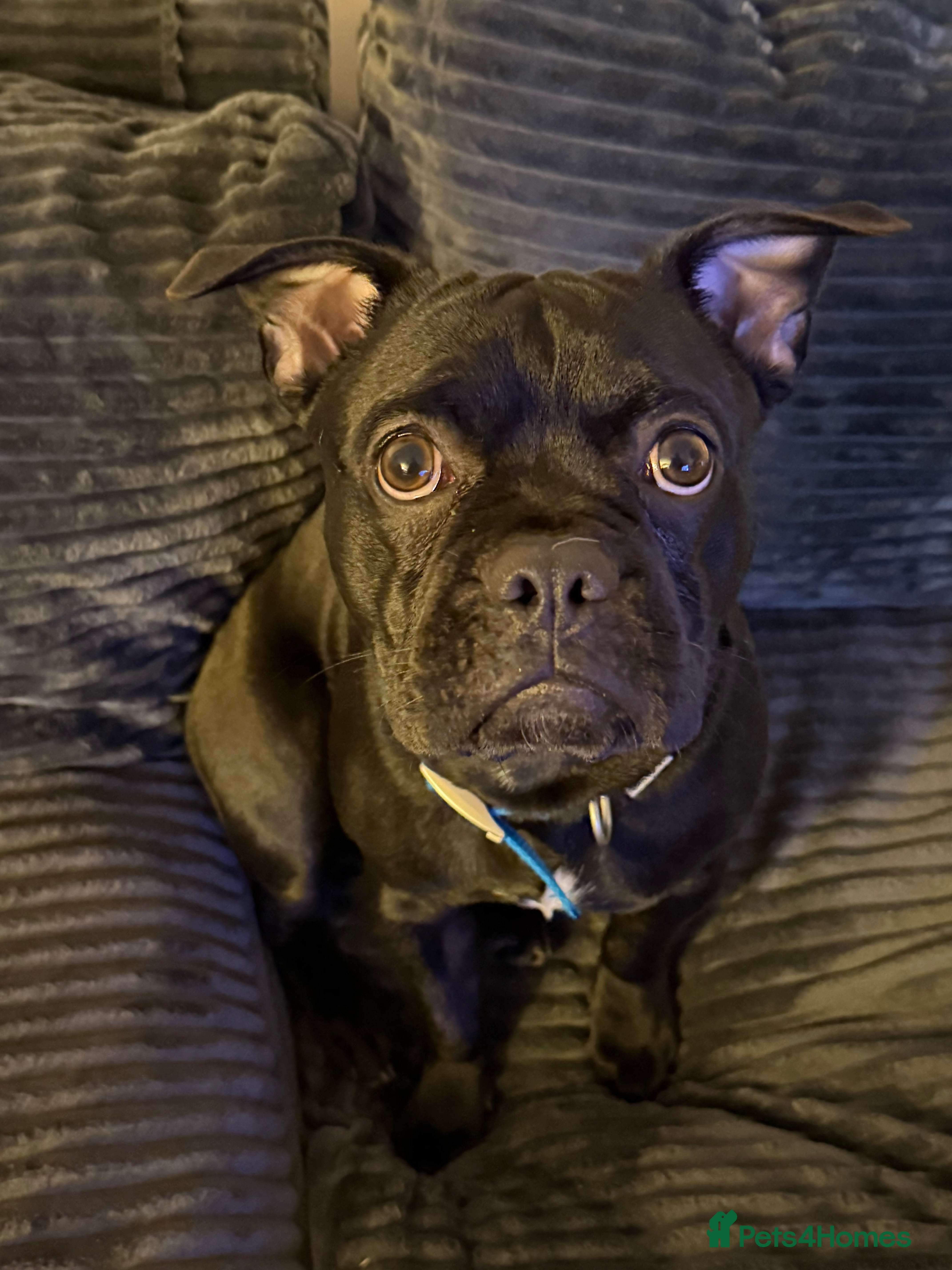 Mixed Breed dogs Frenchie x Beagle (9 month Old Puppy) - Advert 12