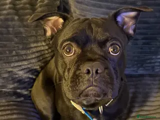 Mixed Breed dogs Frenchie x Beagle (9 month Old Puppy) - Advert 1