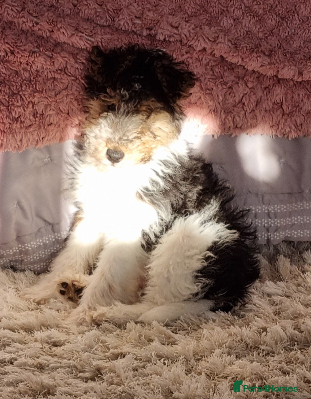 Fox Terrier dogs for sale: Wire fox terrier  - Advert 3