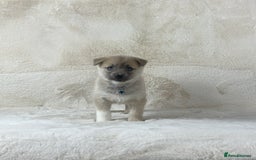 Pomsky dogs for sale: Stunning blue eyes F3 Pomsky puppies for sale  - Image 22