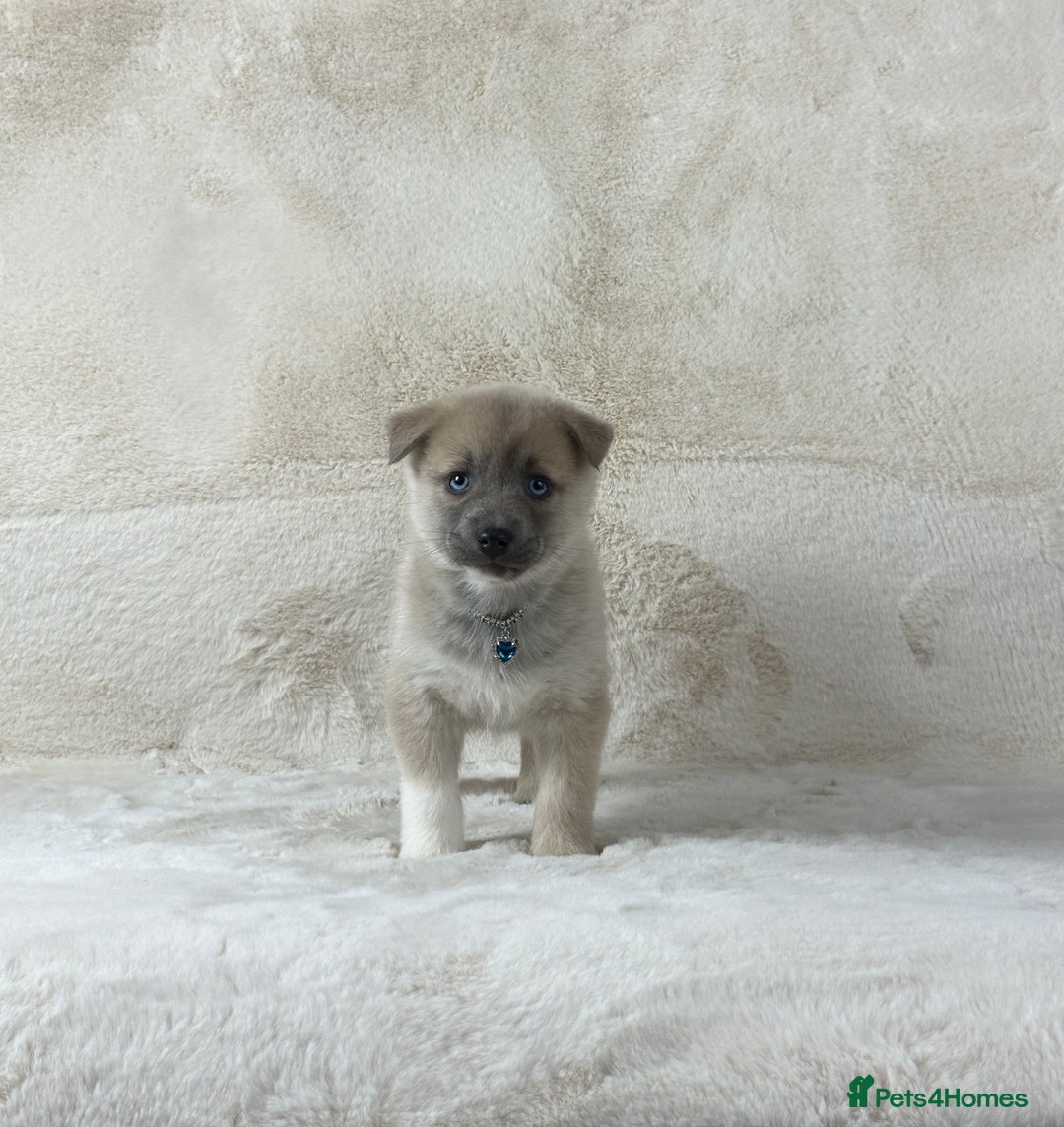 Pomsky dogs for sale: Stunning blue eyes F3 Pomsky puppies for sale  - Image 22