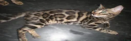 Bengal cats for sale: 5 Beautiful Bengal Kittens Ready Now  - Advert 6
