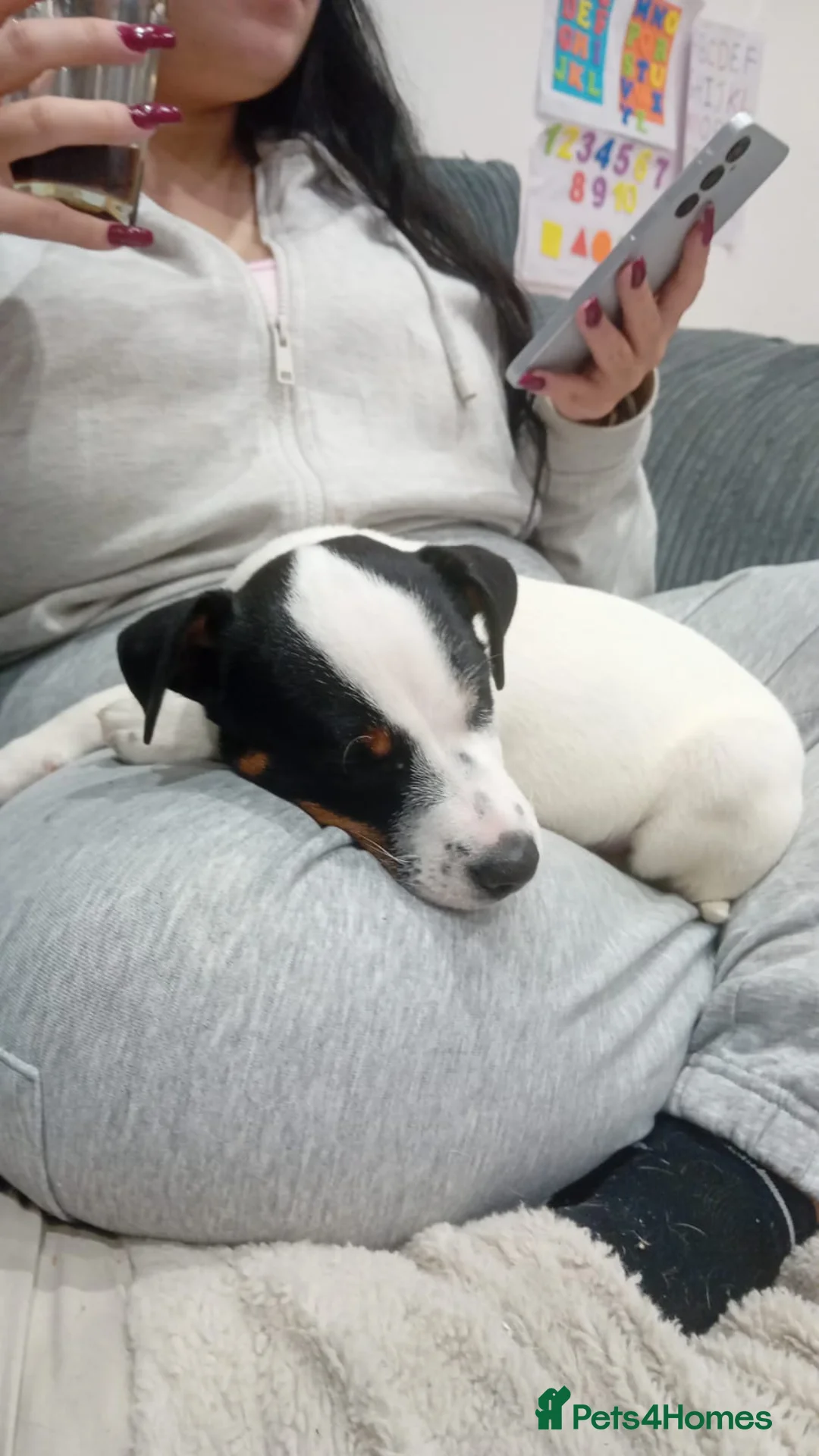 Jack Russell dogs for sale: Jack Russell  - Advert 3
