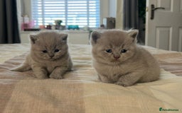 British Shorthair cats for sale: Champion Sired GCCF British Shorthair Kittens - Image 23