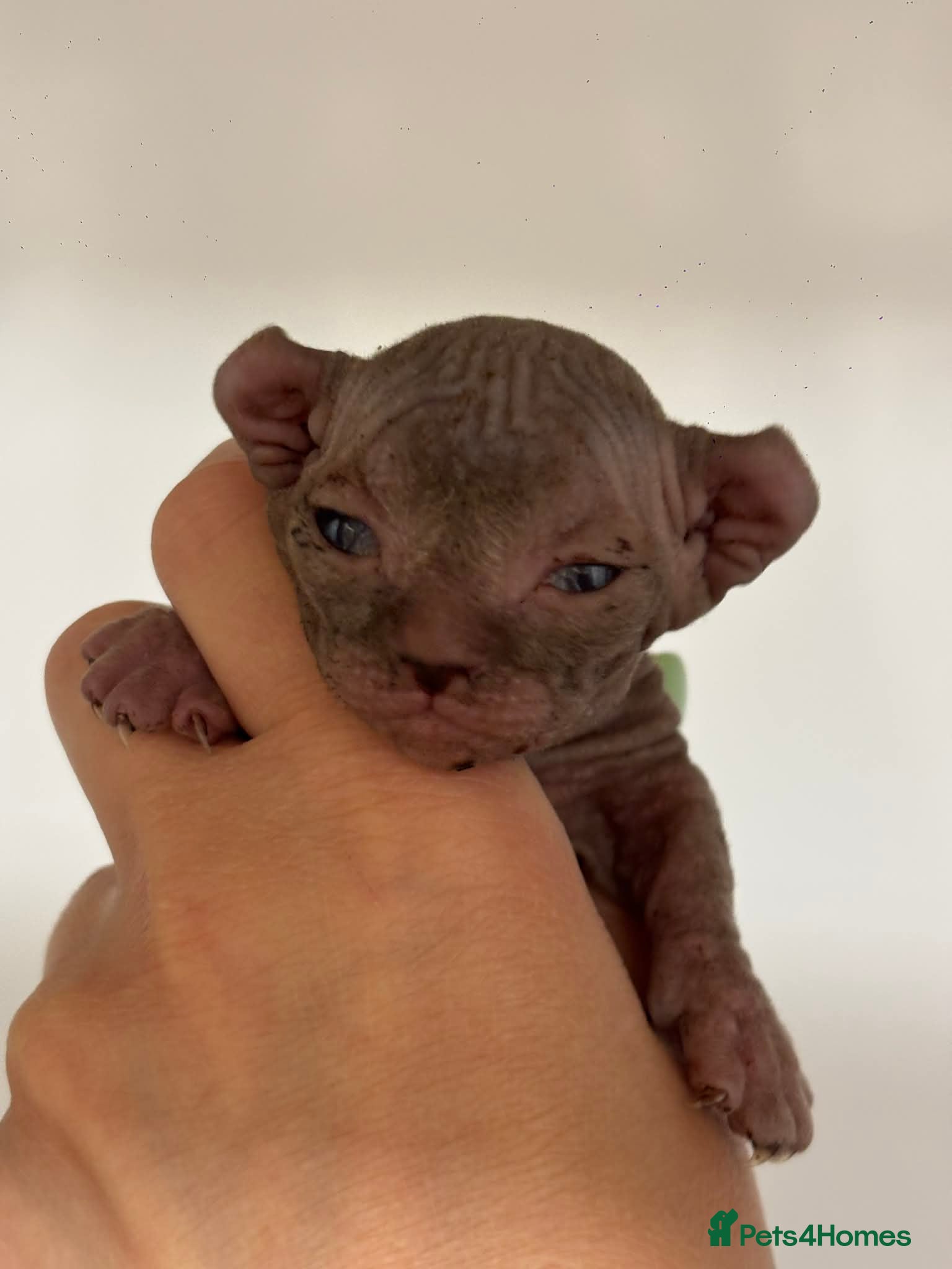 Sphynx cats SPHYNX ELF BAMBINO KITTEN TICCA REGISTERED ACTIVE  - Advert 4
