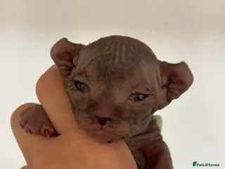 Sphynx cats SPHYNX ELF BAMBINO KITTEN TICCA REGISTERED ACTIVE - Advert 1