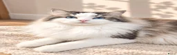 Ragdoll cats for sale: STUNNING GCCF REGISTRED RAGDOLLS - Advert 10