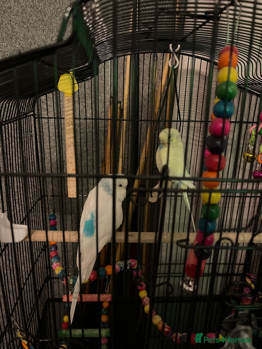 Budgerigars birds for sale: 2 male budgies - Advert 2