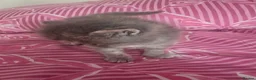 Exotic cats for sale: GCCF Registered Exotic kittens in Wingate - Advert 3