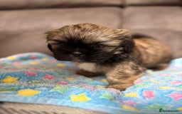 Shih Tzu dogs for sale: Beautiful Shih Tzu Puppies Mixed Litter - Advert 4