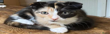 Scottish Fold 5