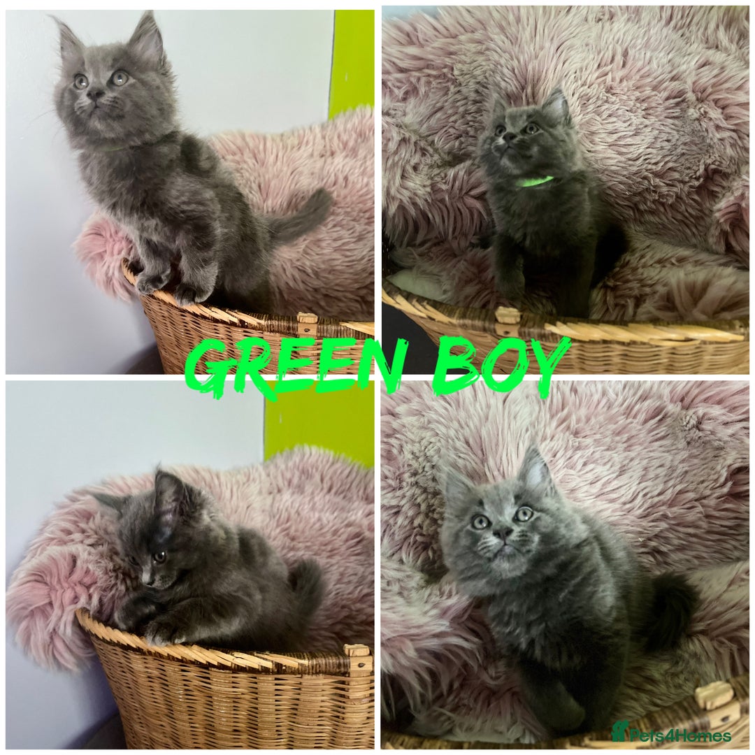 Maine Coon cats for sale: 5 Generation pedigree BLACK SMOKE kittens  - Image 11