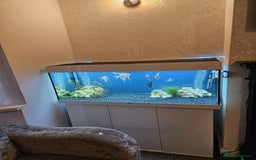 Angelfish fish for sale: Jewel Fish Tank Full set-up  - Image 2