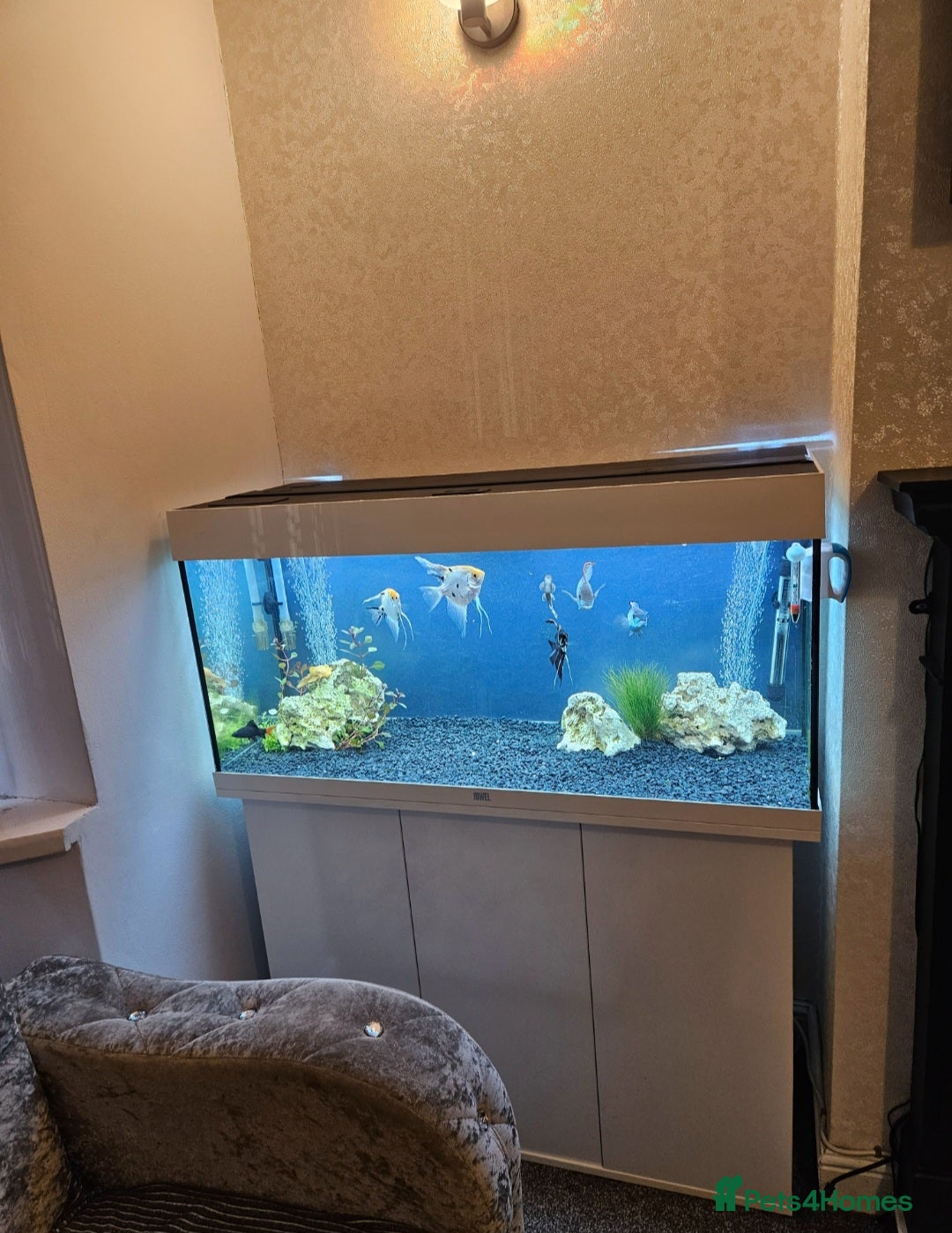Angelfish fish for sale: Jewel Fish Tank Full set-up  - Image 2