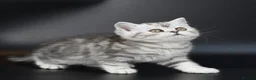 Scottish Fold cats for sale: LICENSED CATTERY PURE BREED TOP QUALITY KITTENS - Advert 24