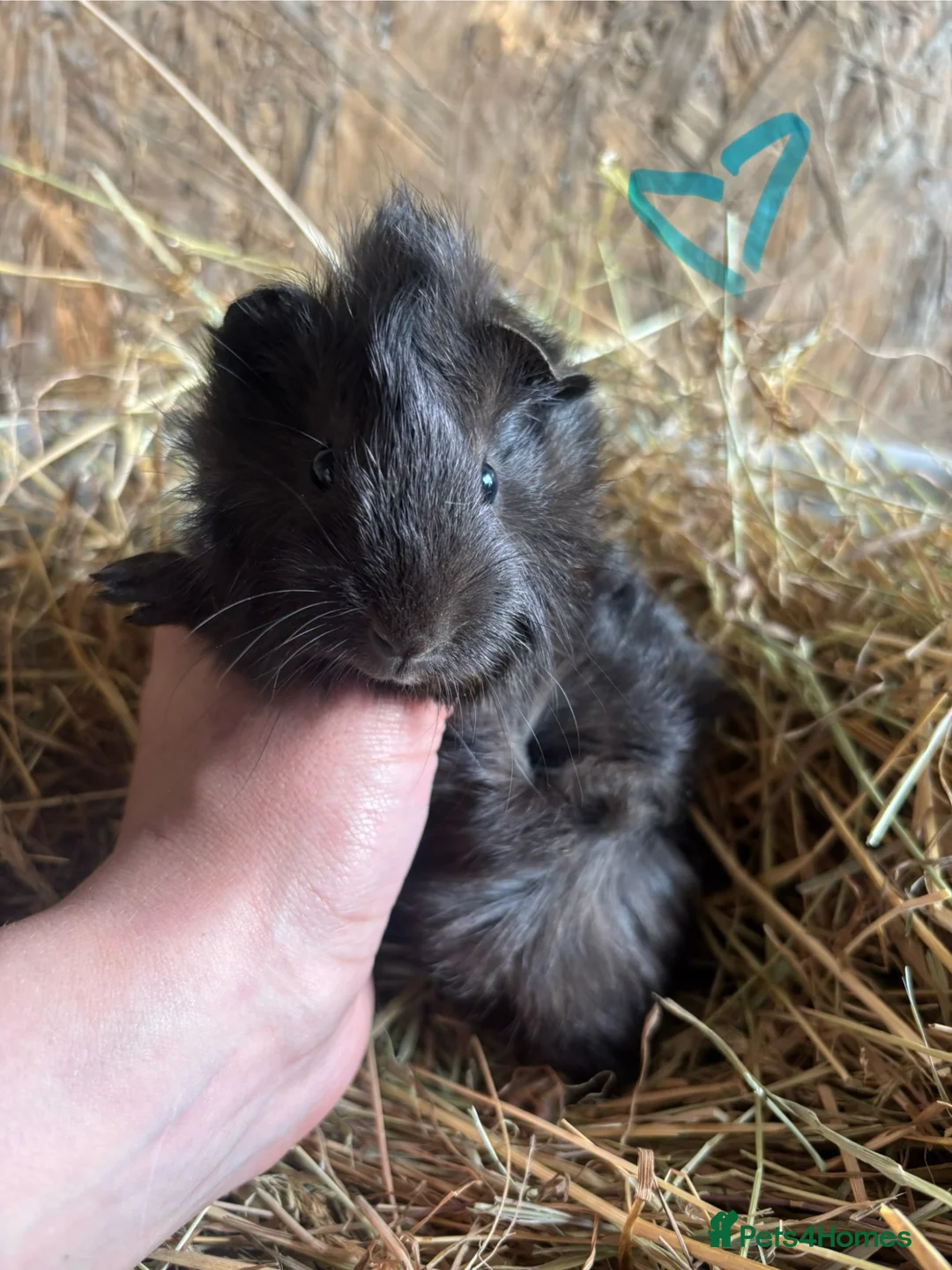 Guinea Pig rodents for sale: Friendly Young Guineapigs  - Advert 1