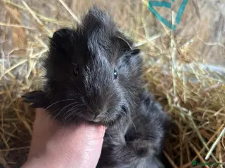 Guinea Pig rodents Friendly Young Guineapigs - Advert 15
