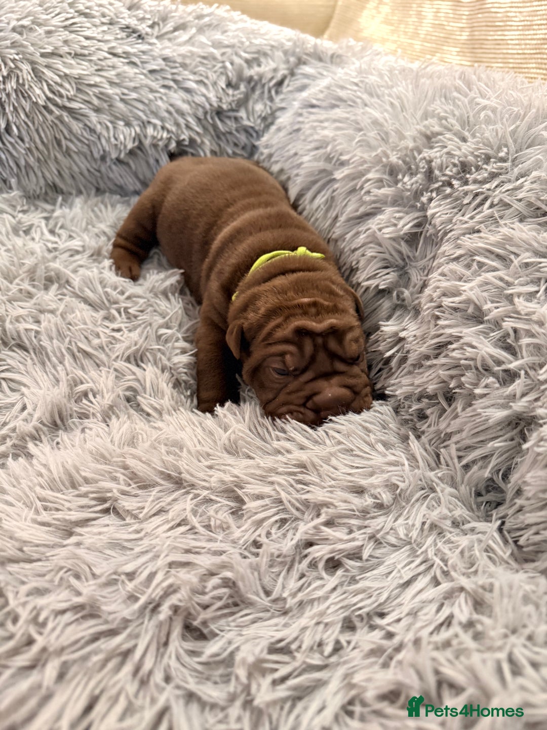 Mixed Breed dogs for sale: Gawjuss Bullpei Puppies 🐶 - Advert 12