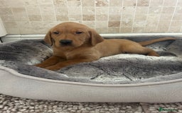 Labrador Retriever dogs for sale: KC FTCH Fox Red Lab pups Health Tested Parents - Image 20