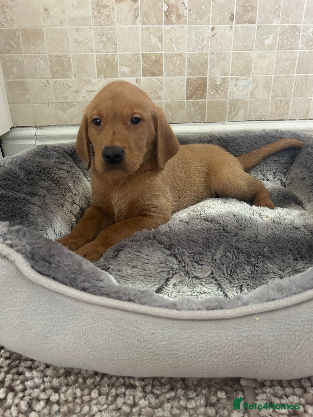 Labrador Retriever dogs for sale: KC FTCH Fox Red Lab pups Health Tested Parents - Image 20