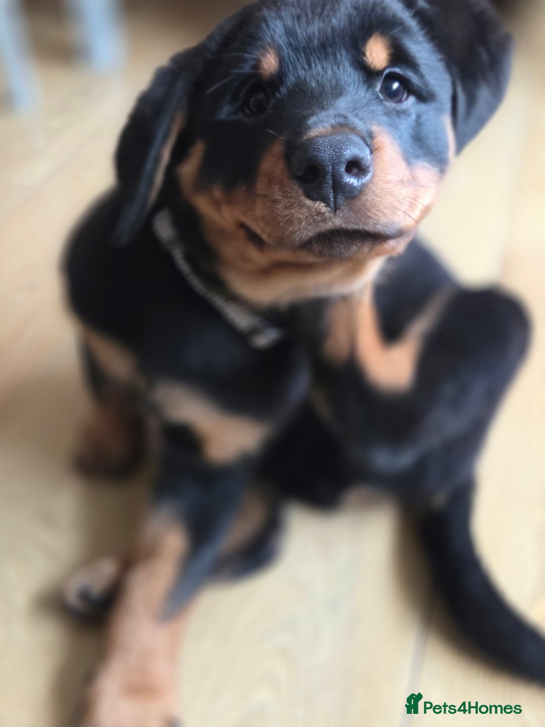 Rottweiler dogs for sale: Rottweiler puppies  - Advert 3