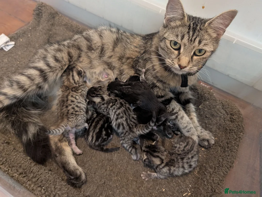 Mixed Breed cats for sale: Gorgeous Kittens Ready for their new homes now.  - Advert 2