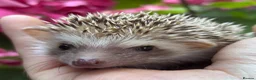 Pygmy Hedgehog rodents for sale: African Pygmy Hedgehog Ethnical breeding mixed - Advert 13