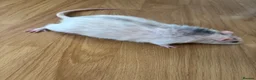 Rat rodents for sale: 3 lovely boy rats looking for a new home  - Advert 4