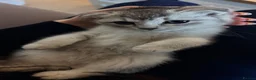 Scottish Fold cats for sale: Beautiful Scottish Fold Luca - Advert 4