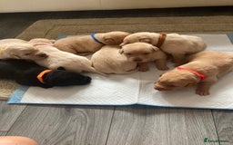 Labrador Retriever dogs for sale: LABRADOR PUPPIES - Image 4