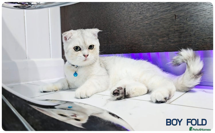 Scottish Fold cats - Advert 4