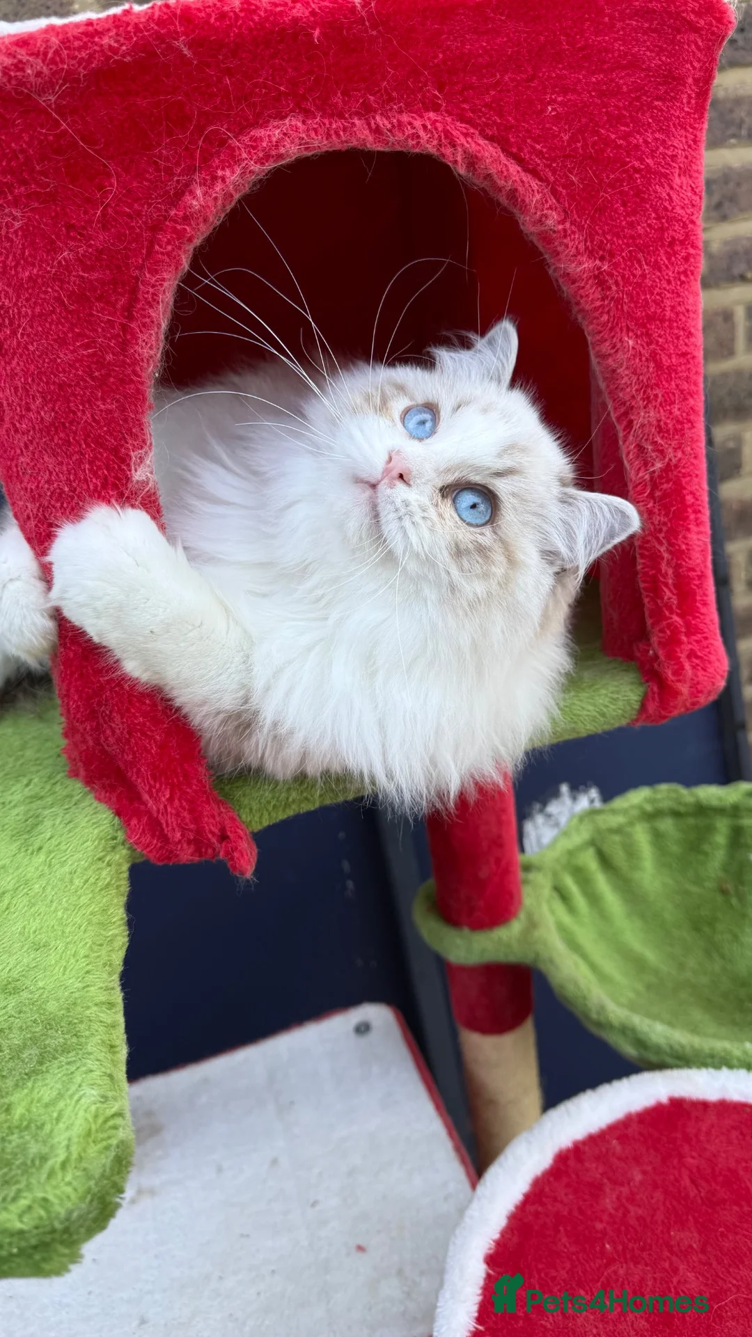 Ragdoll cats for sale: TICA registered Beautiful EU Ragdoll!  - Advert 1