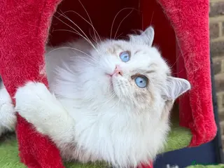 Ragdoll cats TICA registered Beautiful EU Ragdoll! - Advert 1