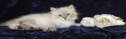 Siberian cats for sale: Siberian Kittens For Sale  - Advert 6