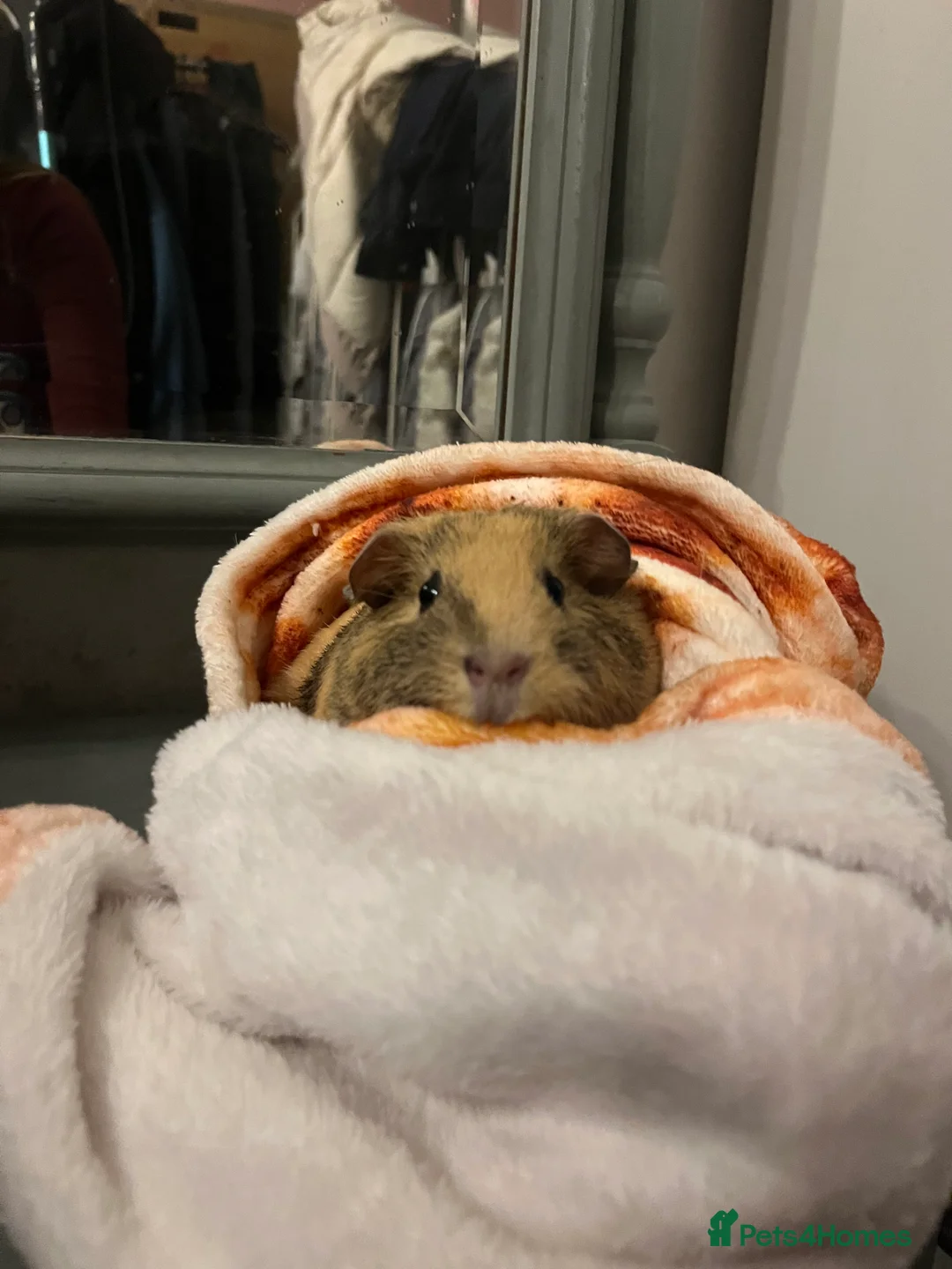 Guinea Pig rodents for sale: Female guinea pig  - Advert 4
