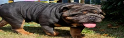English Bulldog dogs for stud: PROVEN KC Blue & Tan Bulldog for Stud - Advert 3