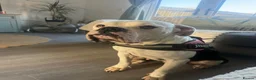 Dorset Olde Tyme Bulldogge dogs for sale: Rehome. Dorset old Tyne bulldog in Christchurch - Advert 5