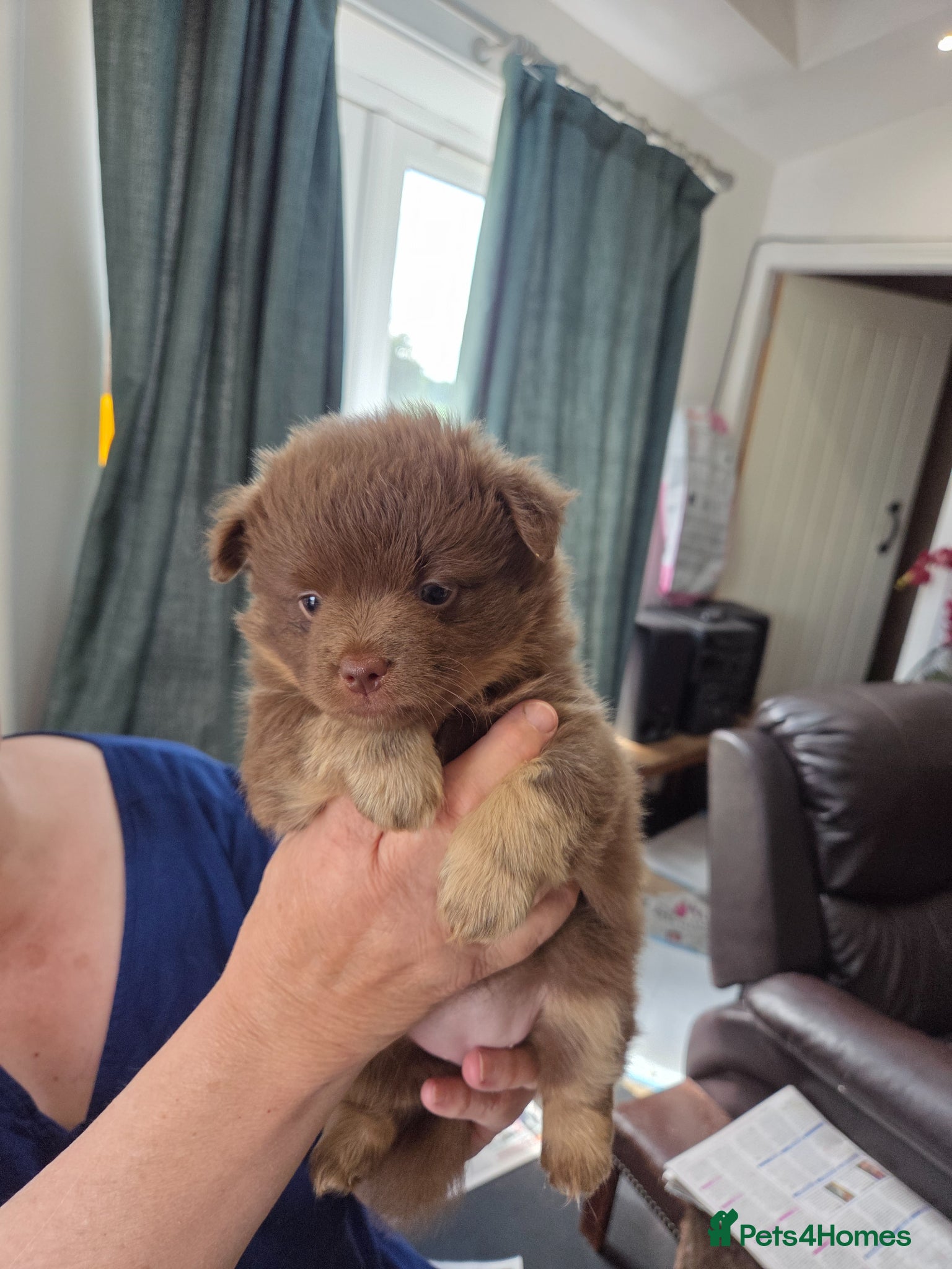 Mixed Breed dogs Pomeranian x puppies  - Advert 13