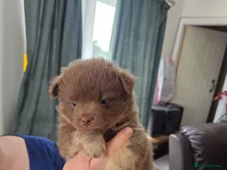 Mixed Breed dogs Pomeranian x puppies - Advert 13
