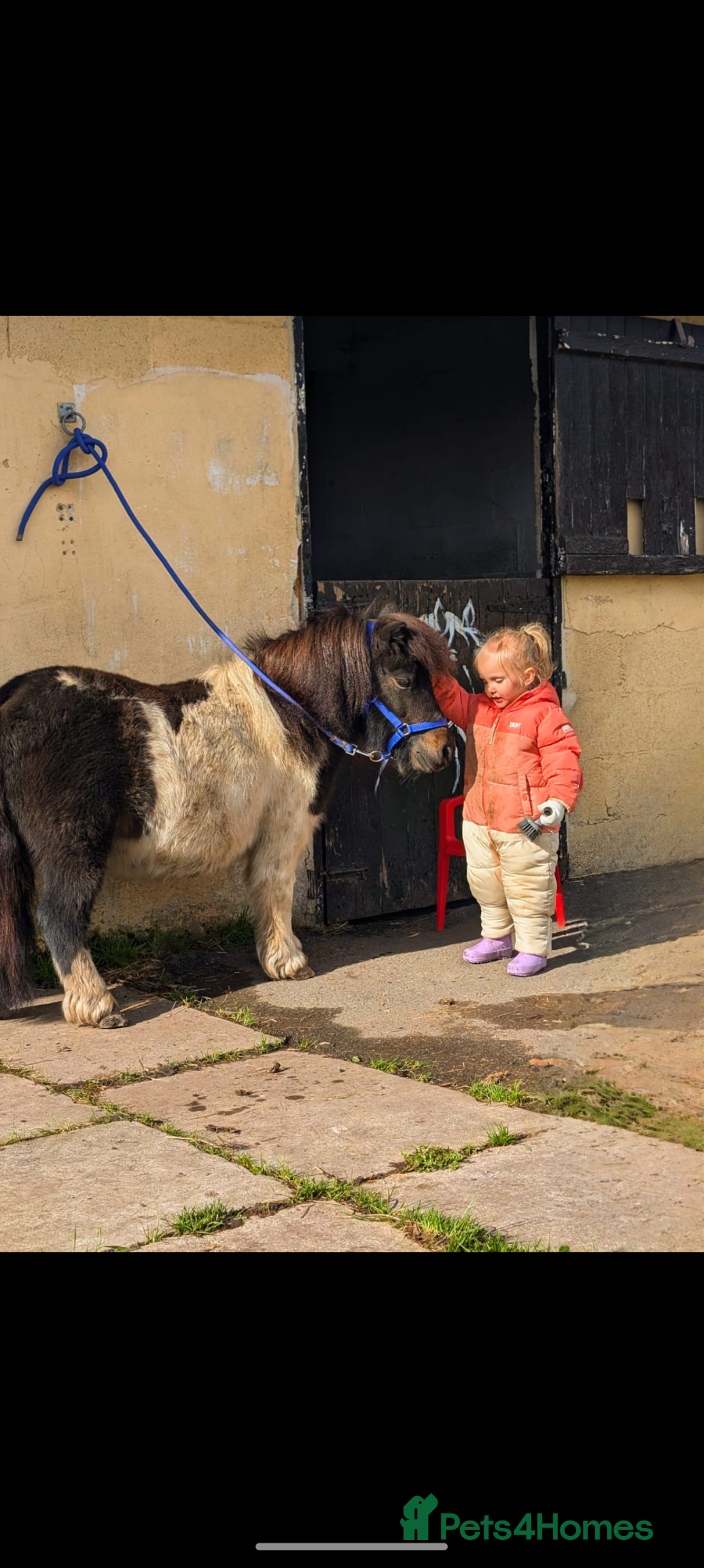 Shetland pony horses for sale: Rocco mini Shetland gelding 8hh - Image 8
