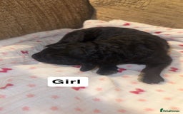 Labradoodle dogs for sale: Stunning tiny labradoodles blue Merle & black - Image 11
