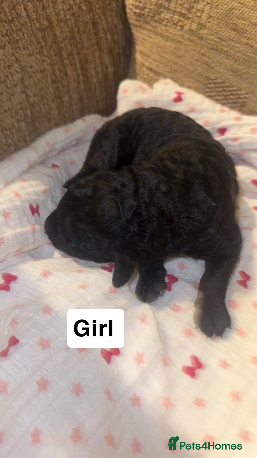 Labradoodle dogs for sale: Stunning tiny labradoodles blue Merle & black - Image 11
